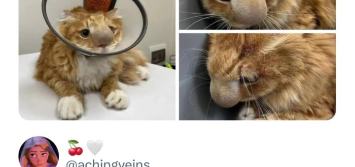 Heartfelt concern for this poor kitty 🥺 Let’s spread kindness and help animals in need.  
#AnimalLove #SaveAnimals #KindnessMatters #PetCare #HelpAnimals