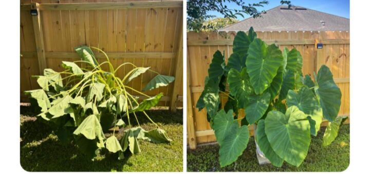 🌿 Me if I was a plant – just imagine me soaking up the sun, rooted in calmness, and growing a little every day. 🌱 What kind of plant would you be? Let’s hear it in the comments! 

#NatureLover #PlantLife #GrowthMindset #SelfReflection #Trending2023 #Viral