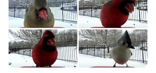 I’m in search of a bird feeder equipped with a camera. If anyone has recommendations or knows where I can find one, please let me know. Thank you!