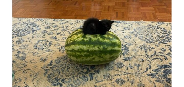 Here’s your professional version of the content for direct posting on Facebook:

—

😂 Memes are the best way to brighten up your day! Sharing some hilarious content to bring a smile to your face. Stay tuned for more laughs and relatable moments! 😄

#Memes #Funny #Humor #Viral #Trending #LaughOutLoud #Relatable #Entertainment #InternetHumor

—