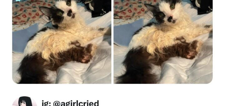 🌟 Spreading some humor with these hilarious memes! Laughter is the best medicine, so let’s share a smile today. Check out these funny moments and tag a friend who needs a good laugh! 😄

#Memes #FunnyMemes #Humor #Viral #Trending #LaughOutLoud #InternetHumor #Relatable #MemeCulture