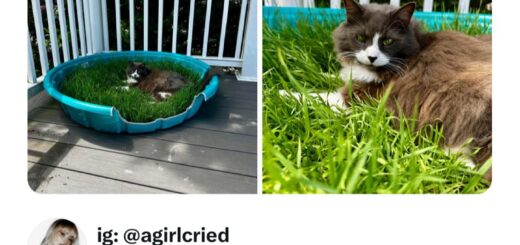 I love how the grass perfectly complements her eyes. 💚✨ #NatureLover #BeautifulMoments #GreenEyes #Aesthetic #Viral2023 #TrendingNow