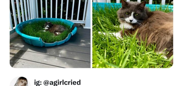 I love how the grass perfectly complements her eyes. 💚✨ #NatureLover #BeautifulMoments #GreenEyes #Aesthetic #Viral2023 #TrendingNow