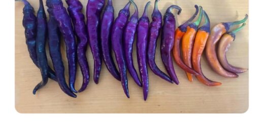 The most beautiful shades of purple are a sight to behold, inspiring creativity and serenity. 💜✨

#PurpleLove #AestheticVibes #ColorInspiration #NatureBeauty #ArtLovers #Trending2023 #Viral2023 #ExploreMore