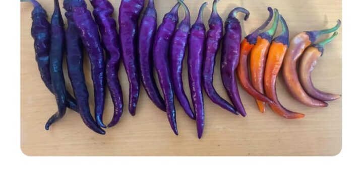 The most beautiful shades of purple are a sight to behold, inspiring creativity and serenity. 💜✨

#PurpleLove #AestheticVibes #ColorInspiration #NatureBeauty #ArtLovers #Trending2023 #Viral2023 #ExploreMore