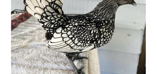 I’ve never seen a more beautiful chicken. 

#NatureLovers #AnimalBeauty #ChickenLove #Viral #Trending2023 #BeautifulCreatures