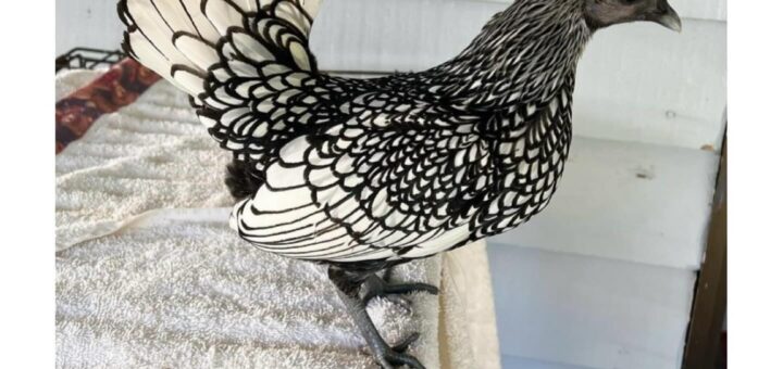 I’ve never seen a more beautiful chicken. 

#NatureLovers #AnimalBeauty #ChickenLove #Viral #Trending2023 #BeautifulCreatures