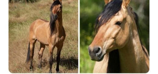 This brings immense joy to my soul.  
#Happiness #Soulful #PositiveVibes #Gratitude #Inspiration