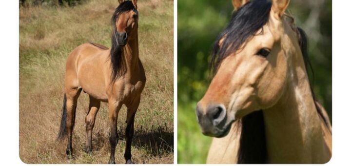 This brings immense joy to my soul.  
#Happiness #Soulful #PositiveVibes #Gratitude #Inspiration