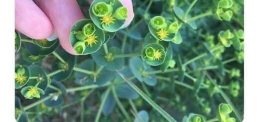 Sydney Sweeney: Rising Star Embodying Talent and Authenticity in 2023