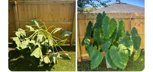 Sydney Sweeney: Rising Star Shaping Hollywood’s Future